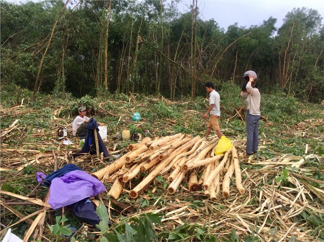 Đà Nẵng: Hàng nghìn ha keo bị thiệt hại sau bão (7/11/2020)